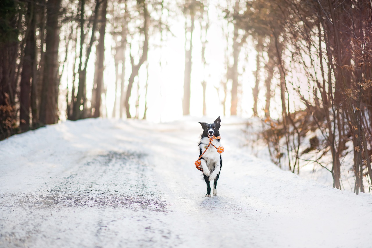 Exploring the Affectionate Spirit of the Saluki